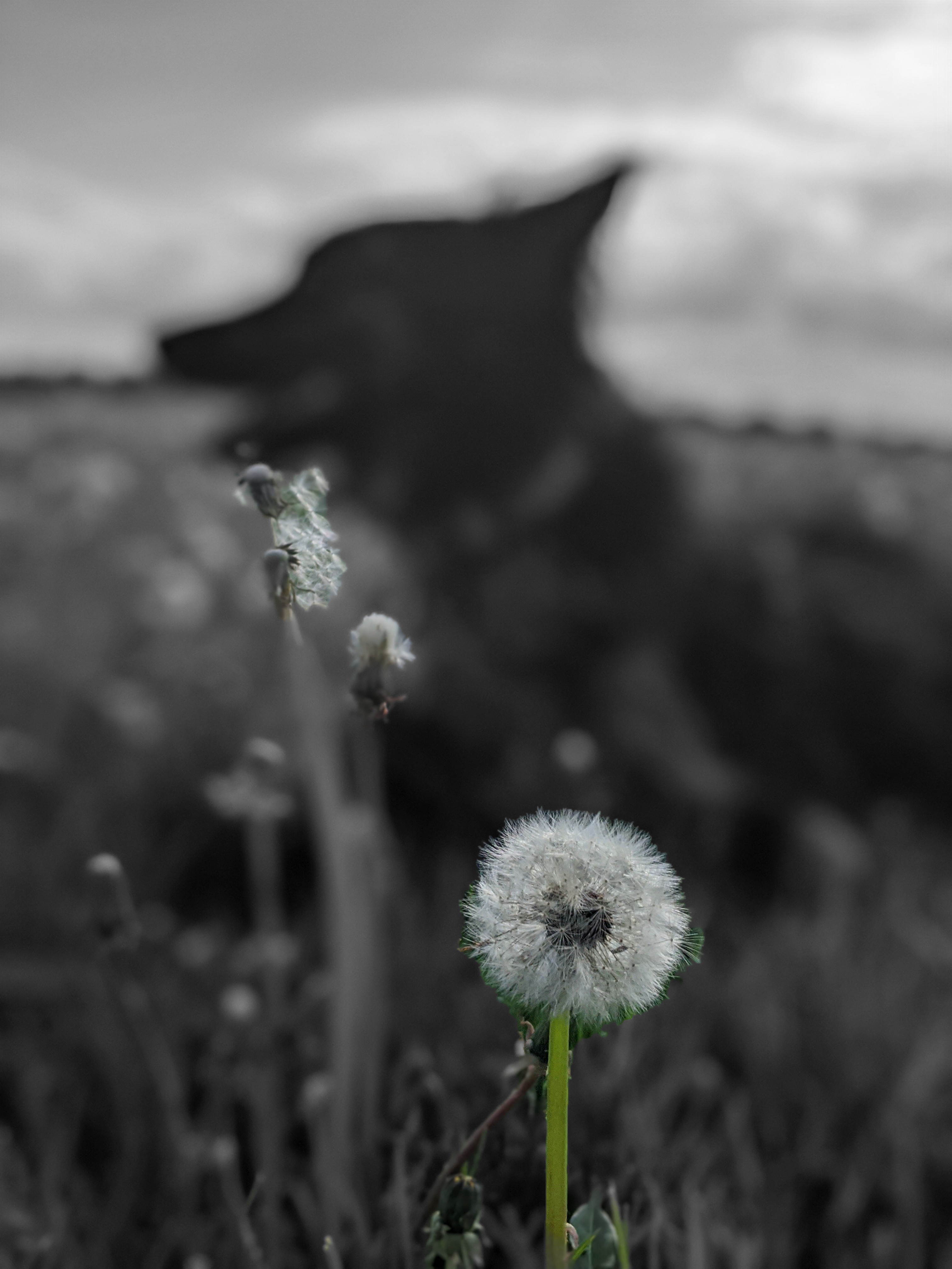 How My Dog Taught Me to Slow Down