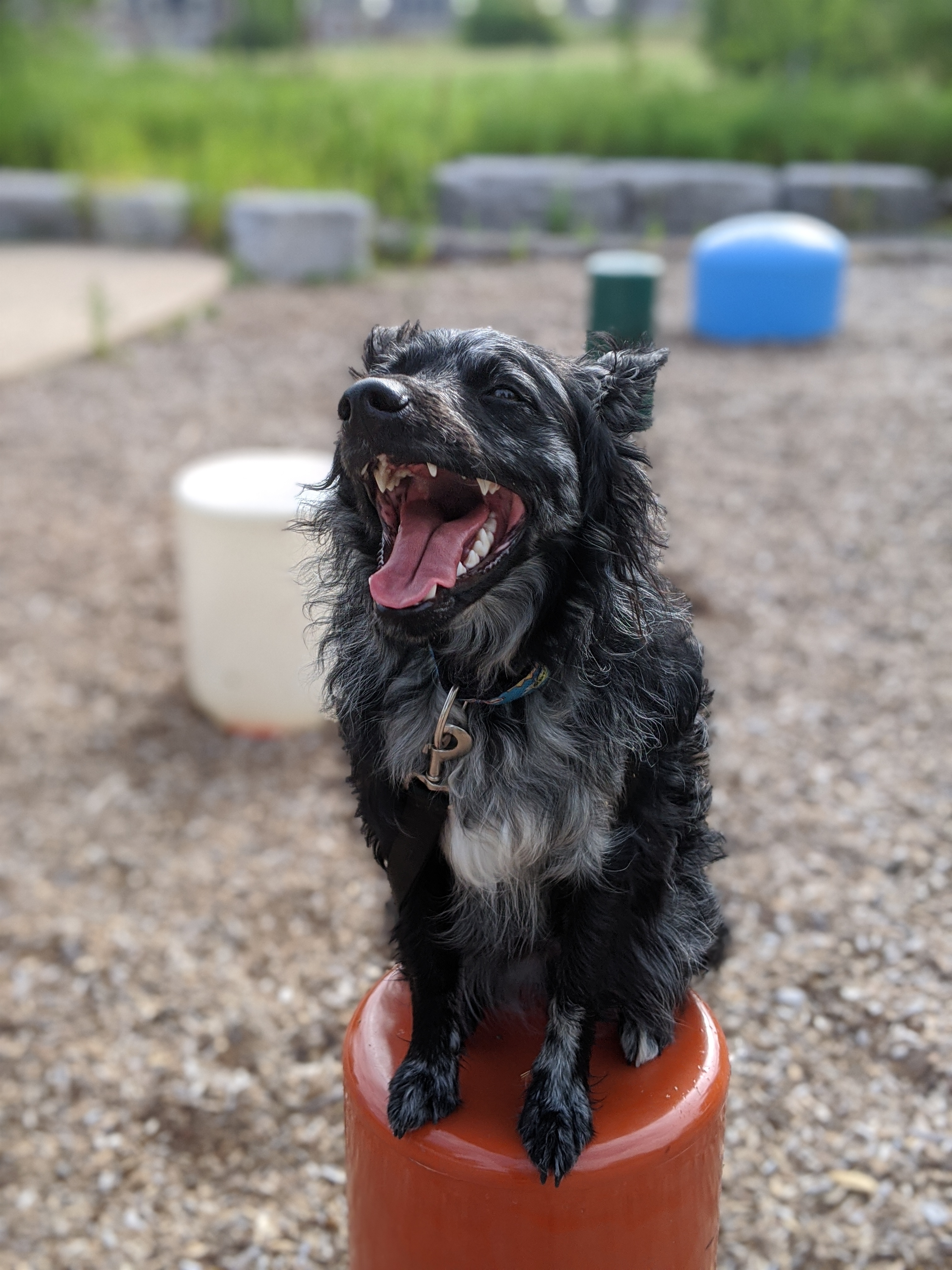 What My Dogs Barks Taught Me About Listening