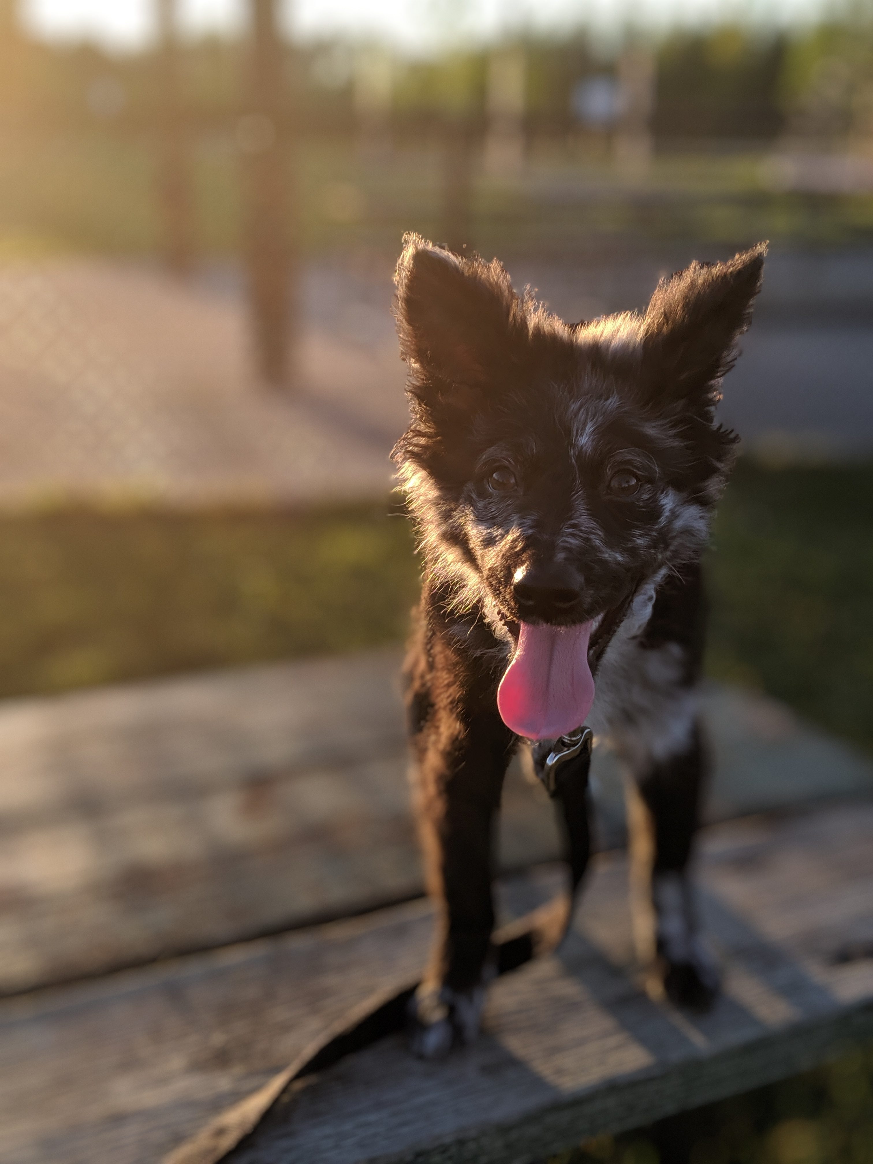 How My Dog Changed My Routine